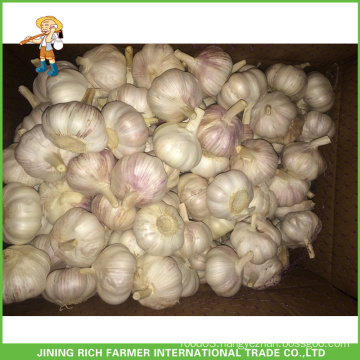 Top Quality And Good Price Wholesale Fresh Purple White Garlic 5.5CM Mesh Bag Carton